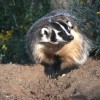 Giant badger 'terrorising Kent girls' school'
