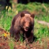 Bosnian shepherd 'kills brown bear with bare hands'