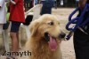 Dog pushes wheelchair-bound owner to safety through floods