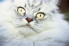 Grumpy Cat secures Hollywood movie deal