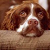 Dog bound for Phoenix is sent to Ireland