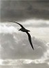 Albatross crash lands into plane