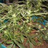 Police find cannabis factory after wind problem