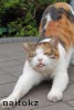 Cat and mouse game unfolds in front of owner's eyes