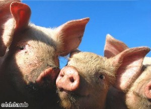 Chinese pigs live in colourful village