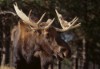 Elderly woman fights off moose that attacked husband 