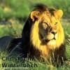Escaped lion 'eats women in her home'