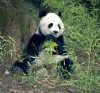 Female panda 'gets flirty'