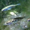 London Zoo hunting for a mate for "gorgeously ugly" fish