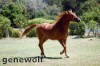 Horse trek challenge in aid of hero troops