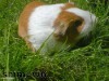 Kung Fu guinea pig frightens dogs