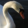 Man-attacking swan removed from river