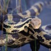 Man finds snake inside ATM