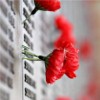 North-east raises £1m for Poppy Appeal