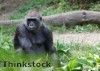 Sarcastic gorilla gives wry grin