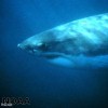 Shark swims away scared from killer whale