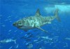 Shark Whisperer hypnotises Great White