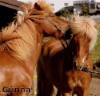 Silent stallion auction for injured troops