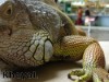 Teenager keeps pet lizard called Fluffy