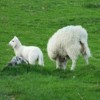 Town centre sheep racing to become a hit