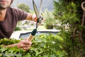 Warwickshire man's middle finger hedge attracts complaint 